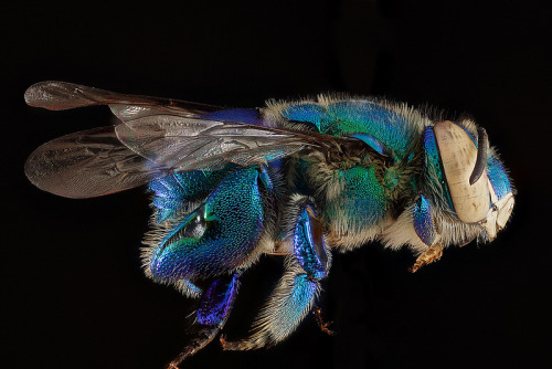 this-is-letter27:  Macro bee portraits by Sam Droege. Used to distinguish and catalog the thousands 