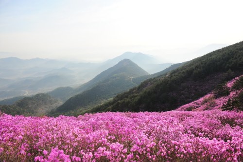 softwaring:  천주산의 봄 