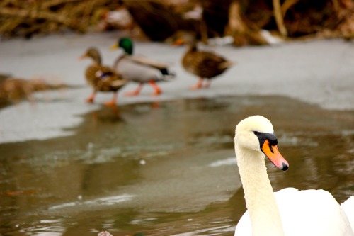 Ducks on a frozen pond