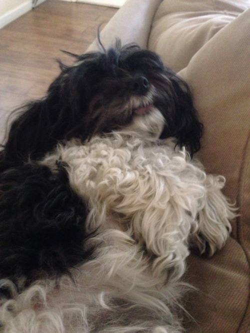 autumnwyvern:  Attention please!  Dog needs a new home in Broward County Florid!  After my step mom passed we were left in care of this dog right here. She’s a purebred (I think?) havanese and around 2-3 years old. She does best in households where