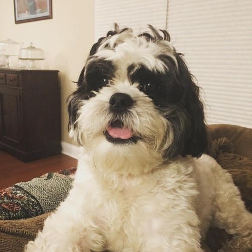 Tongue out Tuesday. . . . #fitzgerald #fitzy #shihtzusofinstagram #shihtzumix #shihtzulove #rescue