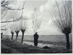 weepling:Pieter Laurens Mol, A Row of Willows near Vinkeveen 