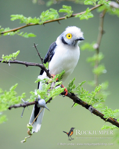rockjumperbirdingtours:Photo of the Day – White-crested Helmetshrikes (Prionops plumatus) tend to be