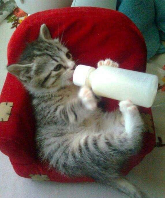 “I can hold my own bottle, thank you.”
Photo via Cats and Kittens