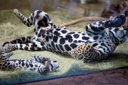 sdzoo:  Yoga Lessons by Brian Connolly