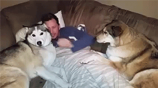 dom-wolfy:  sizvideos:  Jealous dog demands more attention Video  I am jealous dog. 