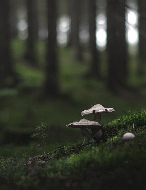 mushrooms by magnus dovlind