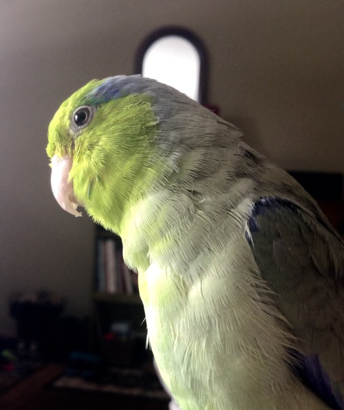 Bird of the day: Portrait of a thinking bird.