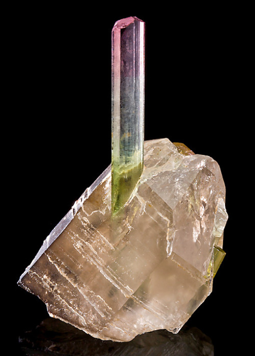 fuckyeahmineralogy:Tourmaline on smoky quartz; Laghman Province, Afghanistan