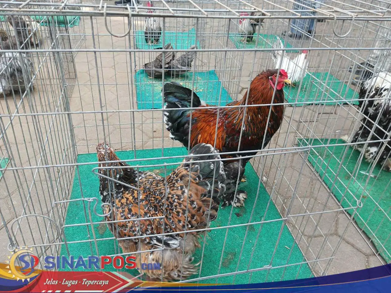 Kontes Ayam Hias dan Reptil Nasional Meriahkan HUT ke-24 Kota Cimahi