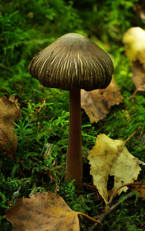 The genus Inocybe is a family of fungi most of which have this very distinctive cap texture: coarse,