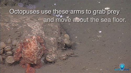 What Makes Octopuses So Awesome?