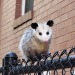 whenifeellikeitpossums: