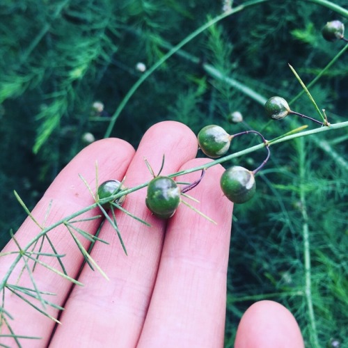 Asparagus flowers and seed pods… @theweekendfarmers