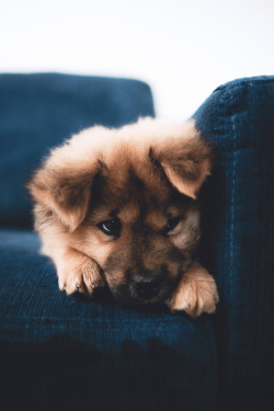 captvinvanity:   Zach Allia | It’s a sad puppy  