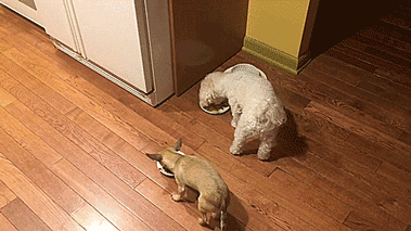 No le gusta comer solito