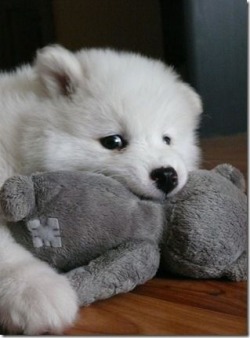 polychromaticdragon:  restlesslyaspiring:  cuteness-daily:  This is yet another Samoyed Appreciation Post. Because why not? They are just the cutest litte balls of floof! I want 5000 of them!   FLUFFS  BIG FOOFY POOPS 