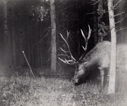 natgeofound:  A bull elk catches a camera string in his antlers, triggering a flash. Yellowstone National Park, Wyoming, July 1913.Photograph by George Shiras, National Geographic