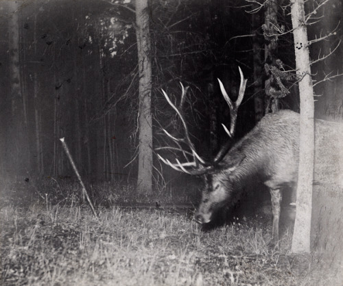 A bull elk catches a camera string in his antlers, triggering a flash. Yellowstone National Park, Wy