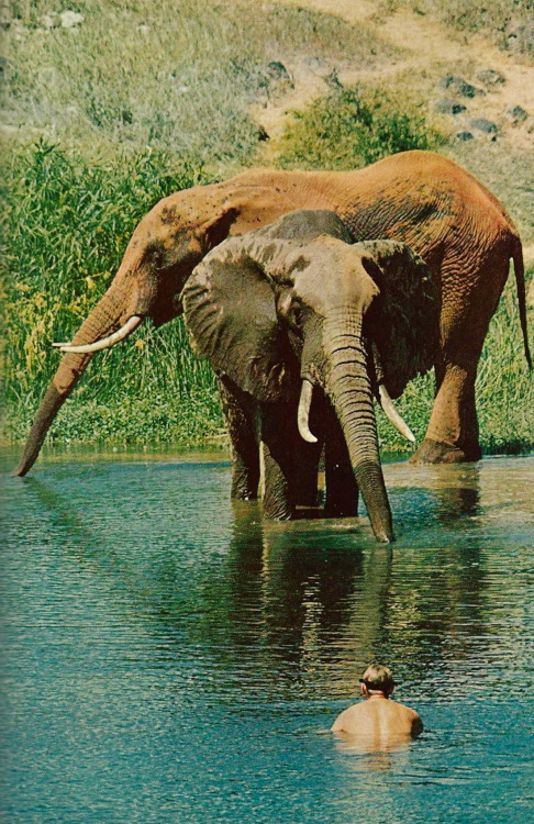 satssukaaay:vintagenatgeographic:Two bull elephants fill their trunks, paying little heed to a human