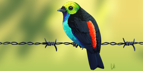 Paradise Tanager Tangara chilensis. Tattoo design for Steve Albert. Background added because I like 