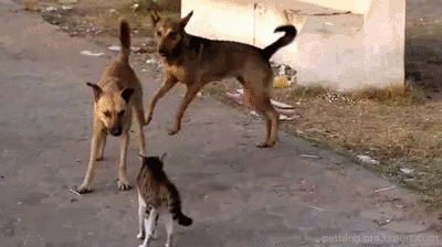 gifsboom:  Cats vs. Dogs 