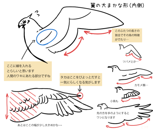 digiartlab: 鳥やタカを描いてみよう How to Draw Birds 