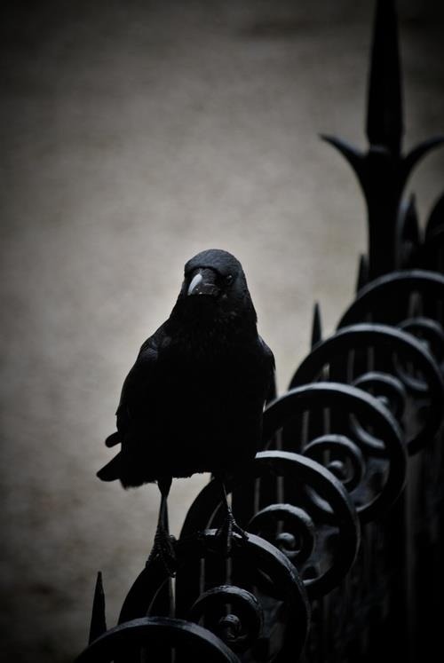 spookyloop:  Evil Crow by Agustin Linenberg 