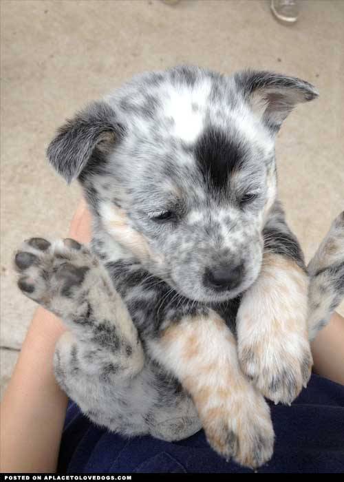 aplacetolovedogs:  Australian Cattle Dog puppy too tired and sleepy to walk, so she