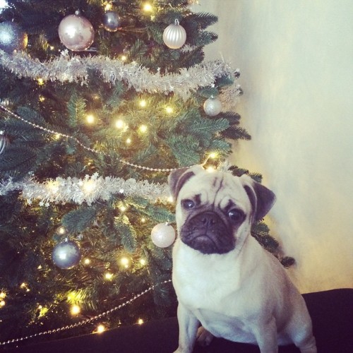 ilovepugs4ever:  Follow Dog Quotes.