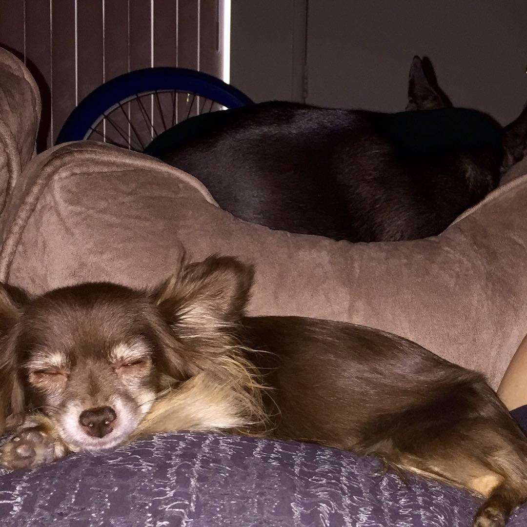 #NAPTIME is an #ESSENTIAL part of the day! #pacoskids #chihuahua #miniaturepinscher