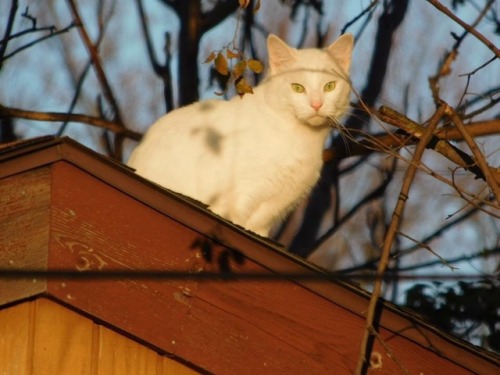 My kitty vanilla was on the roof yesterday.