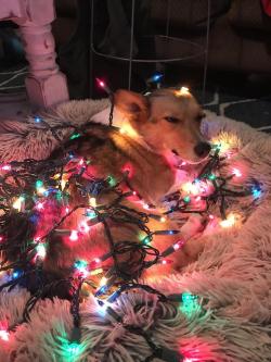 queenscorgi:  He is very much not amused with these Christmas lights… at queenscorgi.tumblr.com