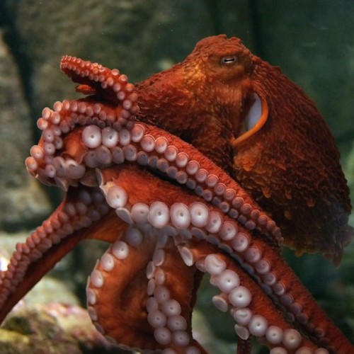 montereybayaquarium - We’ve only got arms for you! A giant...