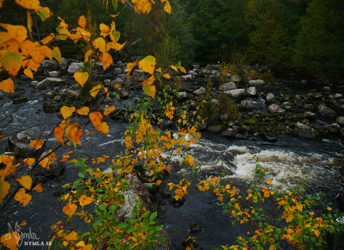  I’ll just be over here dreaming of autumn, and spring, and summer!Oak, lily of the valley and