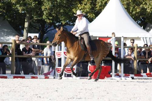 all-the-horses: Stormy Zorse, Mare Born 1997