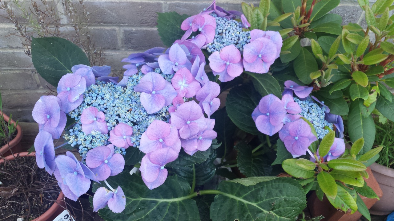 bunny-kei:  noxfae:  Not sure what these flowers are called, but they have the most
