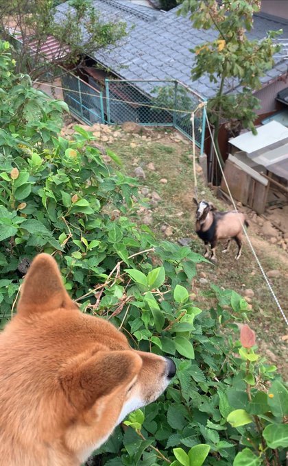 愛犬☺︎柴︎☺︎maru❁⃘*.ﾟ on Twitter: &ldquo;夕んぽ ヤギさん会いに行ったょ〜 マルには見えたかな ‍♀️葉っぱ邪魔でした&hellip; #犬好き