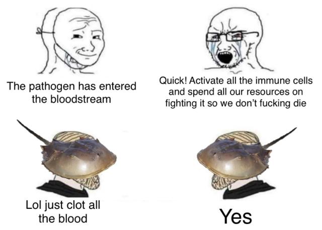 Virgin human vs. the CHAD horseshoe crab