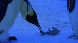 samdirector24:  sixpenceee:  A footage of penguins “mourning” over their child. Hunched over the perfectly preserved chick, the mother pokes gently at it with her beak to check for signs of life. Instinctively, she nudges it towards her pouch because