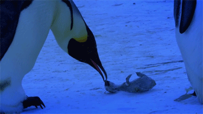 sixpenceee:  A footage of penguins “mourning” over their child. Hunched over the perfectly preserved chick, the mother pokes gently at it with her beak to check for signs of life. Instinctively, she nudges it towards her pouch because it’s all