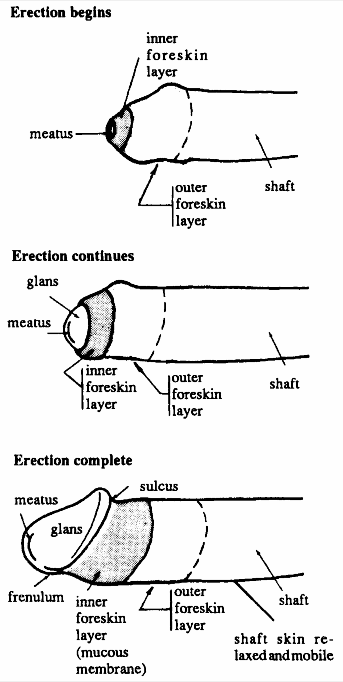 Everything that circumcision removes!!