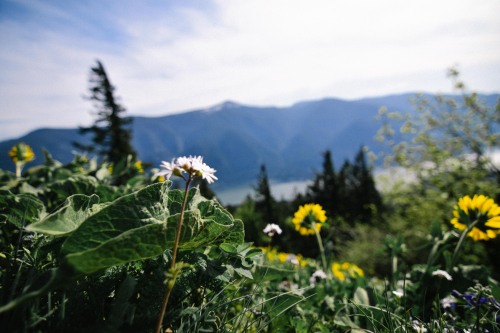 hannahkemp:Dog Mountain//Wild Flowers April 2016