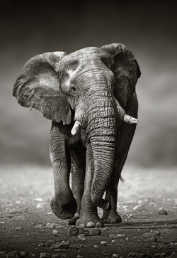 :'Elephant Approach from the Front' by Johan
