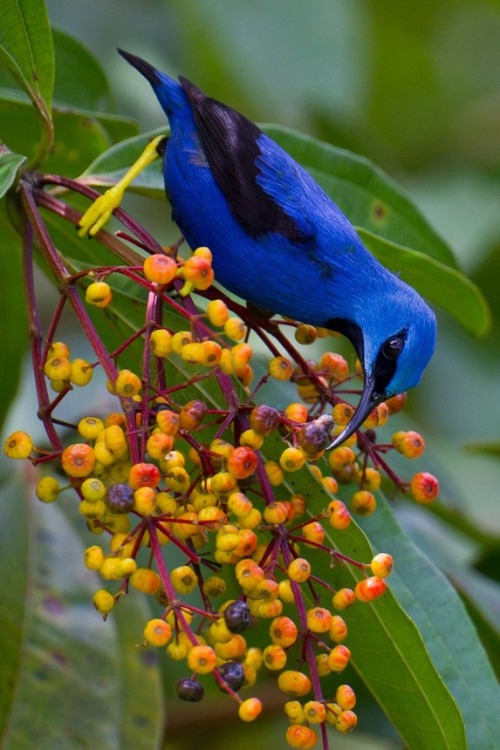 yourlovelifeworld:  Shining Honeycreeper  paulbannick.photoshelter.com 