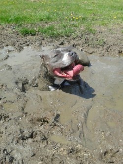 awwww-cute:  This happy dog was stuck in