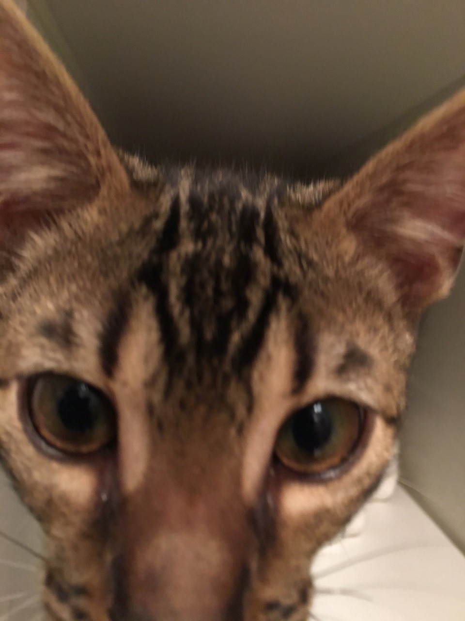 theshadowytiger:  The new kitten! Human is leaning towards calling him Baybu! What