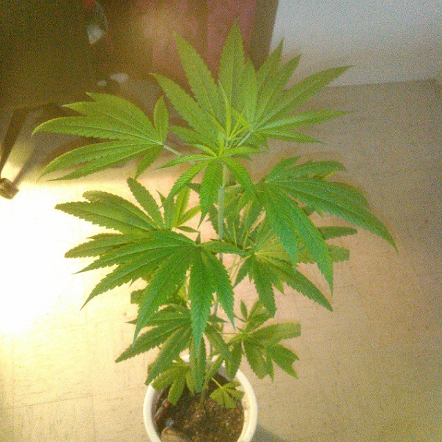 wondrousweedplants:  my plant is showing improvment #weedlover#weedplant#indoor#indica