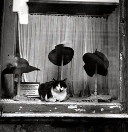  Brassaï - Le chat au chapeau, 1937. 