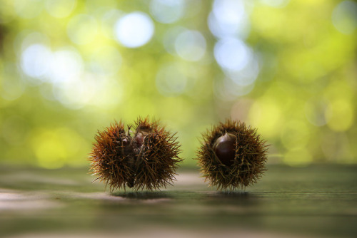bluenote7: Chestnuts